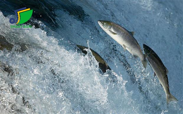 085453 salmon 2774105b 56023f382e97739d0568d769